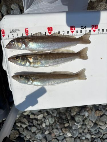 シロギスの釣果