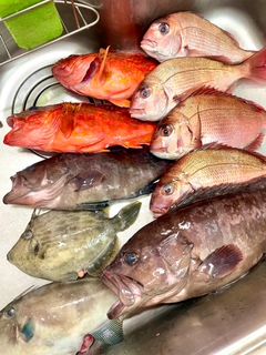 マダイの釣果