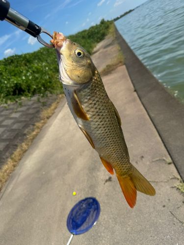 コイの釣果