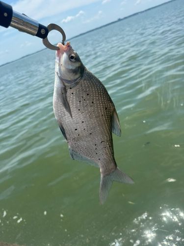 ダントウボウの釣果