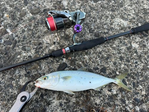 ワカシの釣果