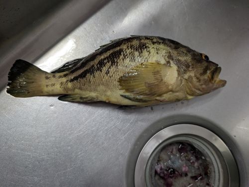 シマソイの釣果