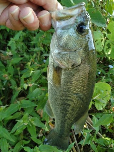 ラージマウスバスの釣果