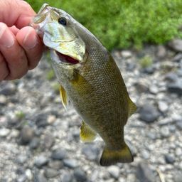 スモールマウスバス