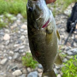 スモールマウスバス