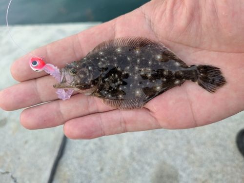 ヒラメの釣果