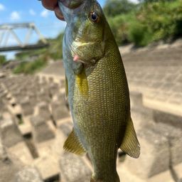 スモールマウスバス