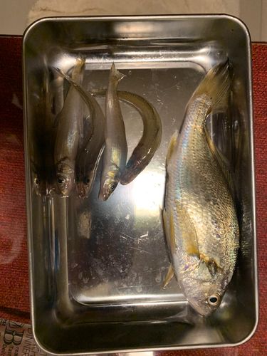キスの釣果