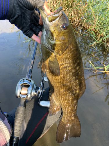 スモールマウスバスの釣果