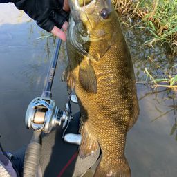 スモールマウスバス