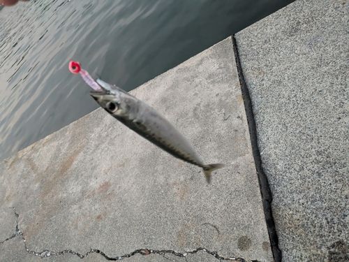サバの釣果