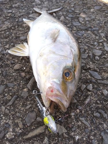 ショゴの釣果