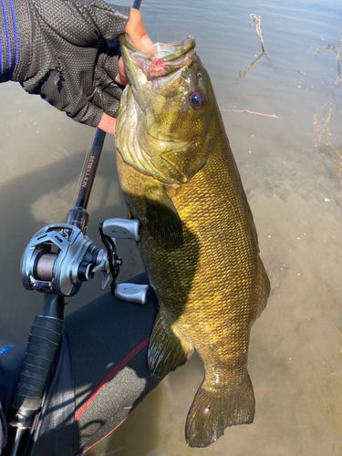 スモールマウスバスの釣果