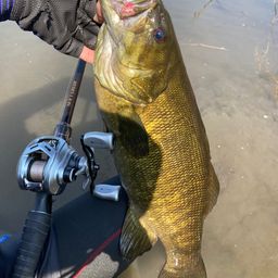 スモールマウスバス