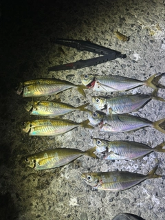 マアジの釣果