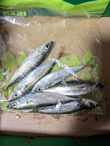 サバの釣果