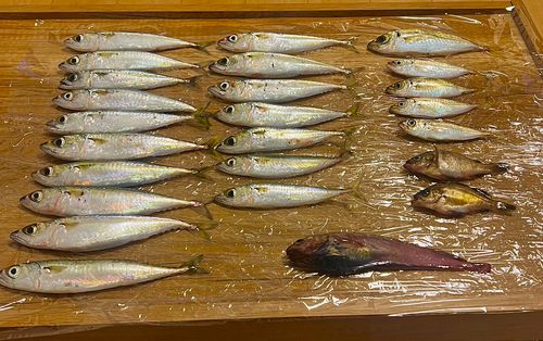 アジの釣果