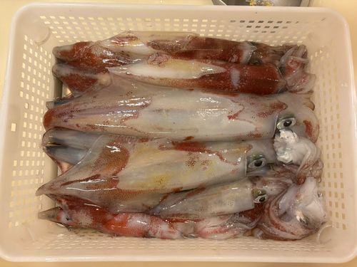 ケンサキイカの釣果