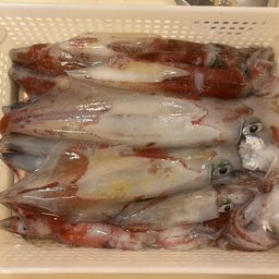 ケンサキイカ