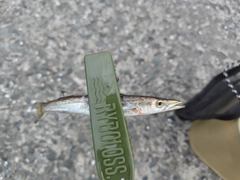 アカカマスの釣果