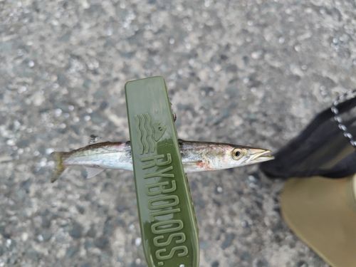 アカカマスの釣果