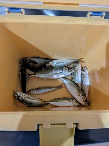 アジの釣果