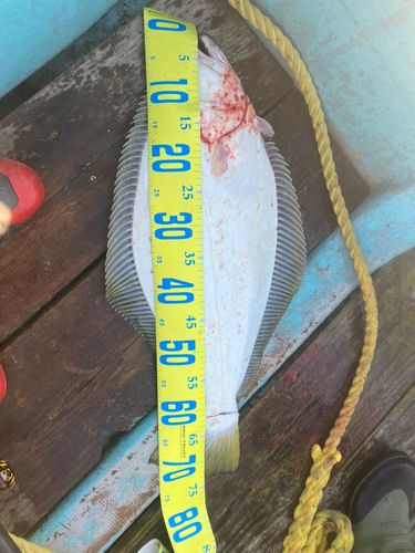 ヒラメの釣果