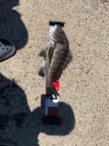 チヌの釣果