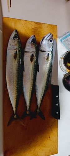 サバの釣果