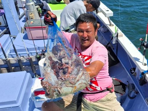 マダコの釣果