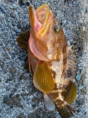 キジハタの釣果