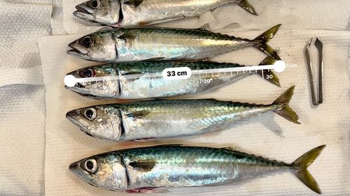 サバの釣果