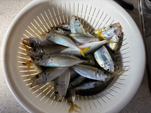 アジの釣果
