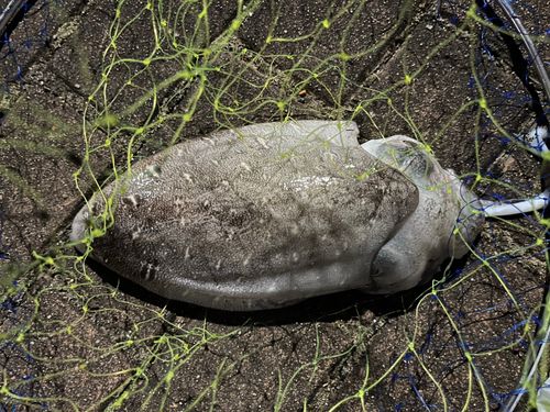 コウイカの釣果
