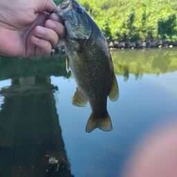 スモールマウスバス