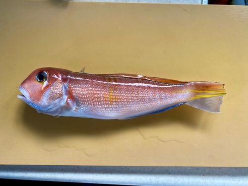 アマダイの釣果
