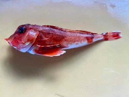 カナガシラの釣果