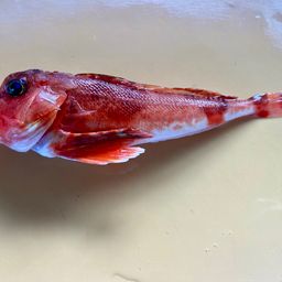 カナガシラ