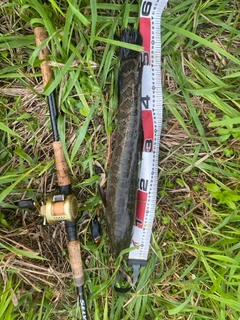 ライギョの釣果