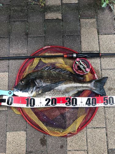 チヌの釣果