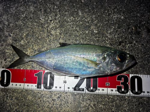 メアジの釣果