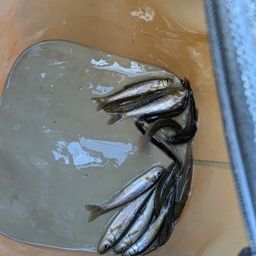 アブラハヤ