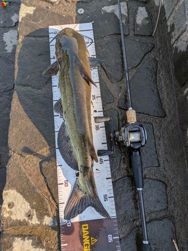 アメリカナマズの釣果