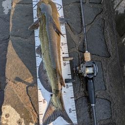 アメリカナマズ