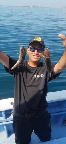 ショウサイフグの釣果