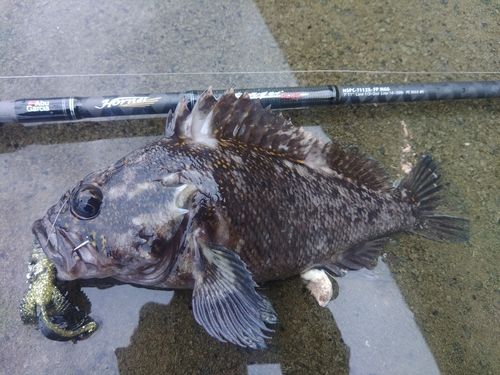 ハチガラの釣果