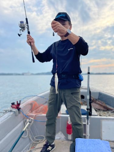 キスの釣果