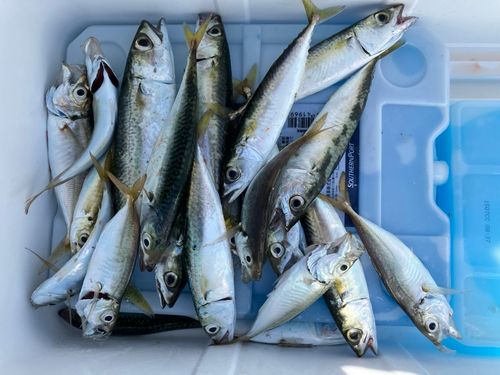 アジの釣果