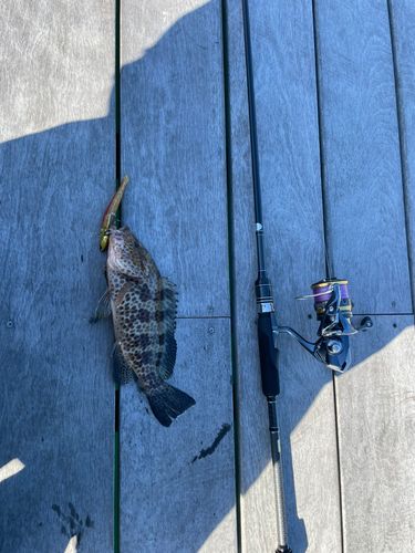 オオモンハタの釣果