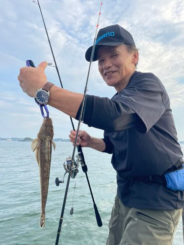 マゴチの釣果